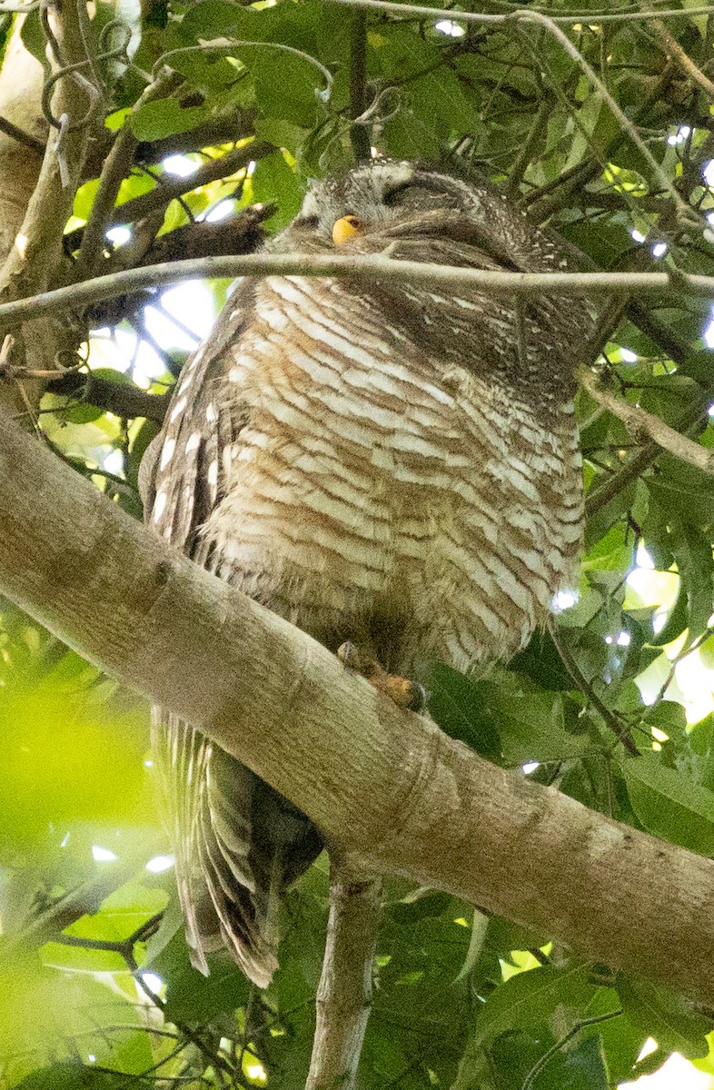 African Wood-Owl - ML616848412