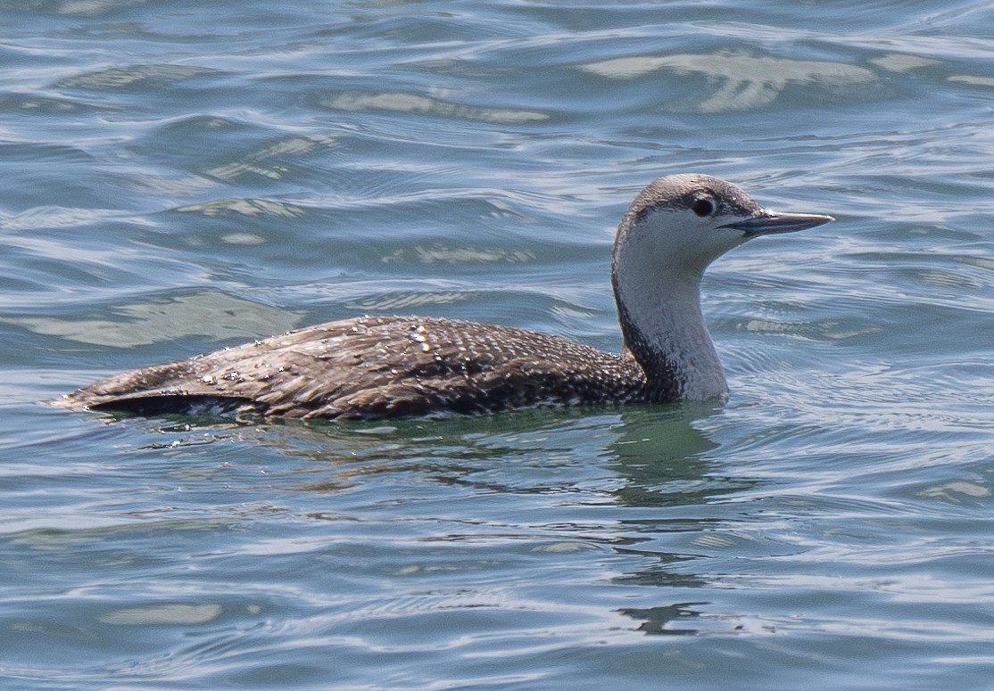 Red-throated Loon - ML616848428