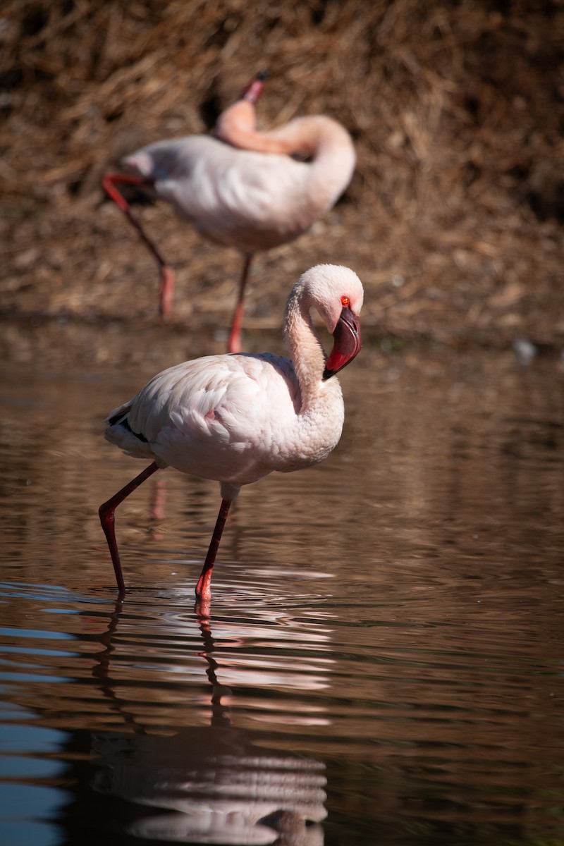 Lesser Flamingo - ML616848542