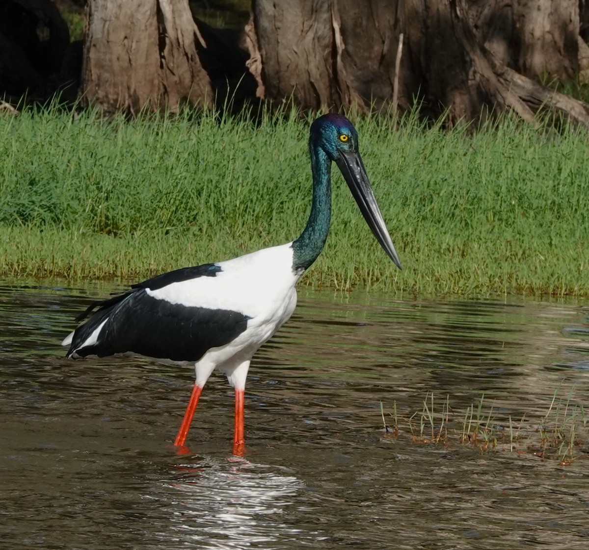 Black-necked Stork - Frank Burch