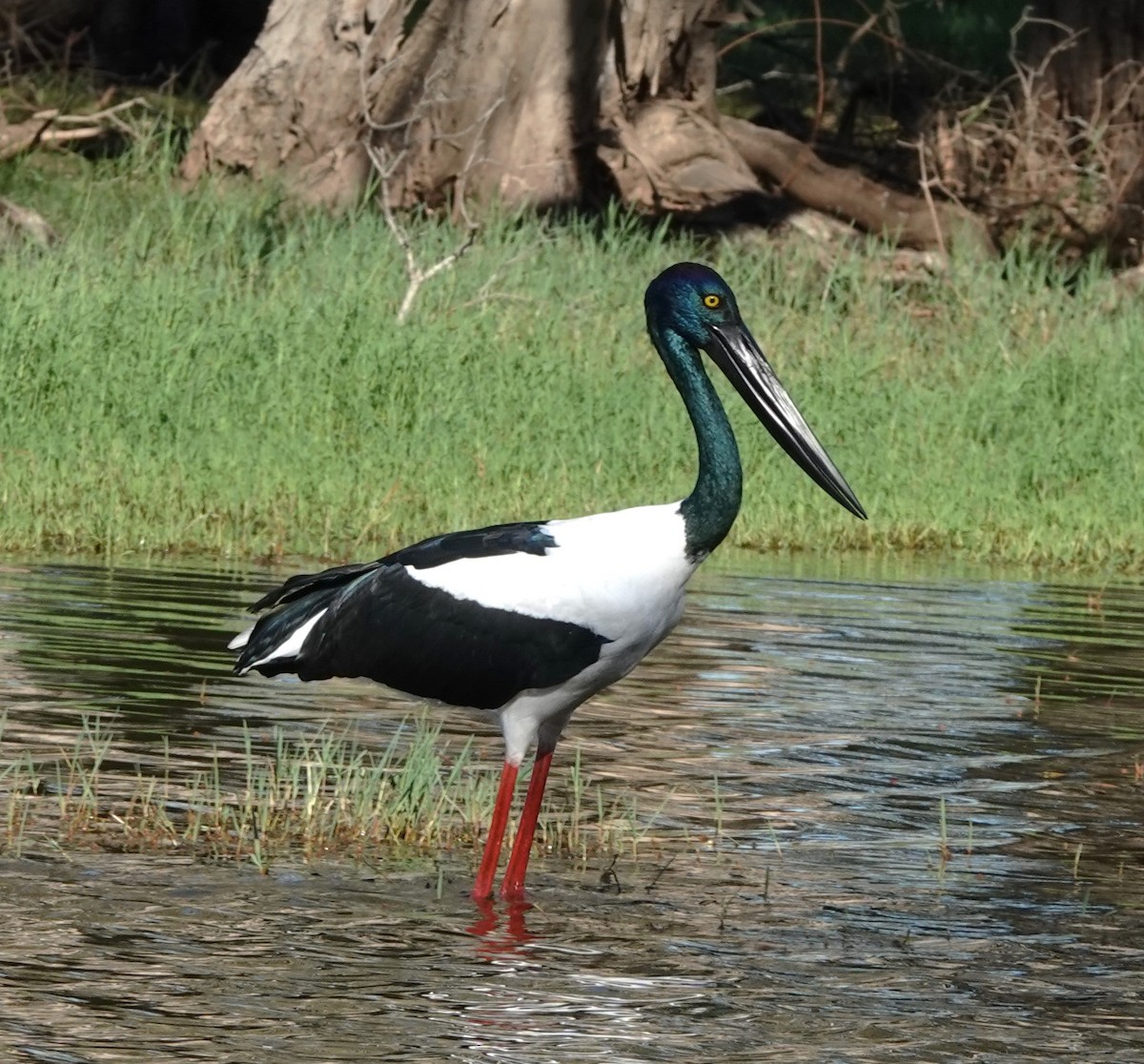 Black-necked Stork - ML616848551