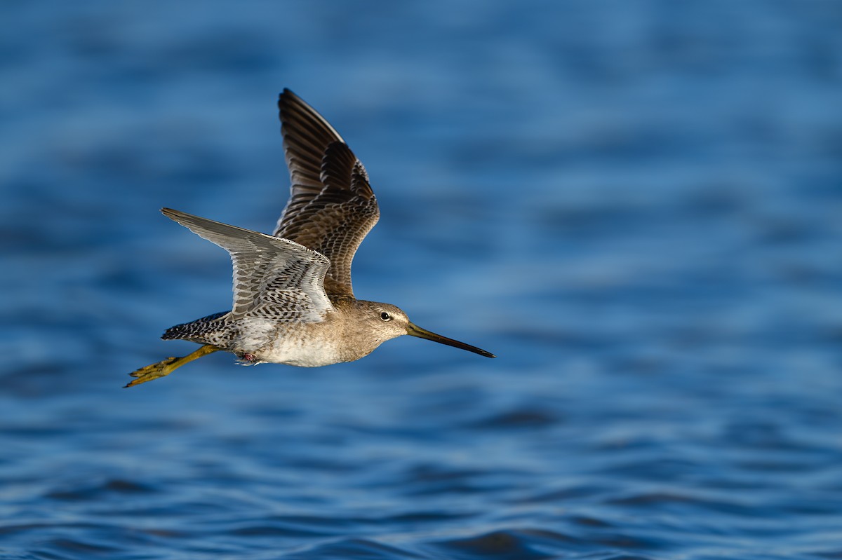Long-billed Dowitcher - ML616848686