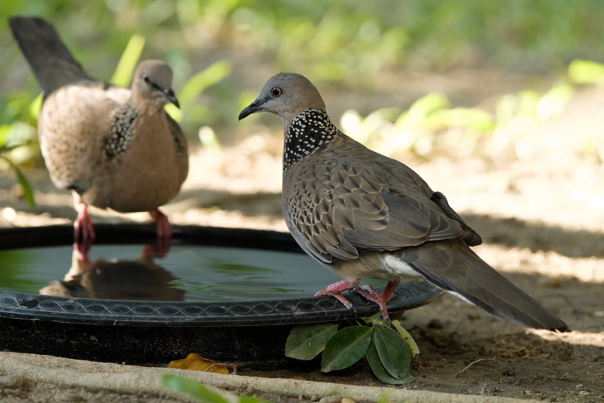 Spotted Dove (Eastern) - ML616848762