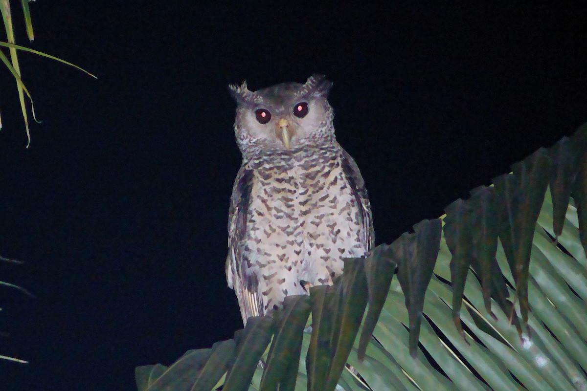 Spot-bellied Eagle-Owl - ML616848782