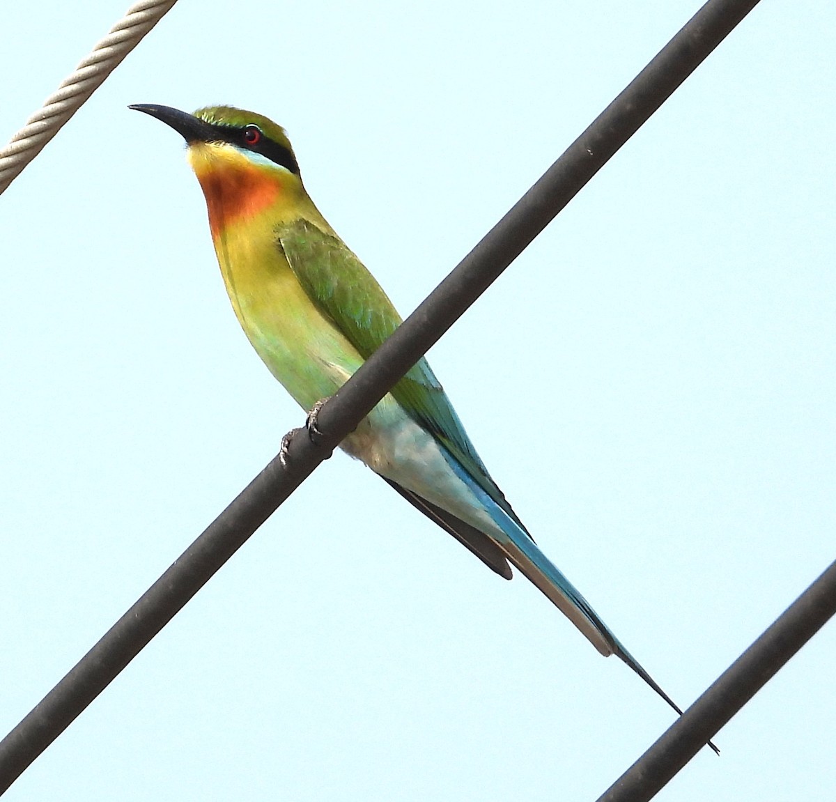 Blue-tailed Bee-eater - ML616848857