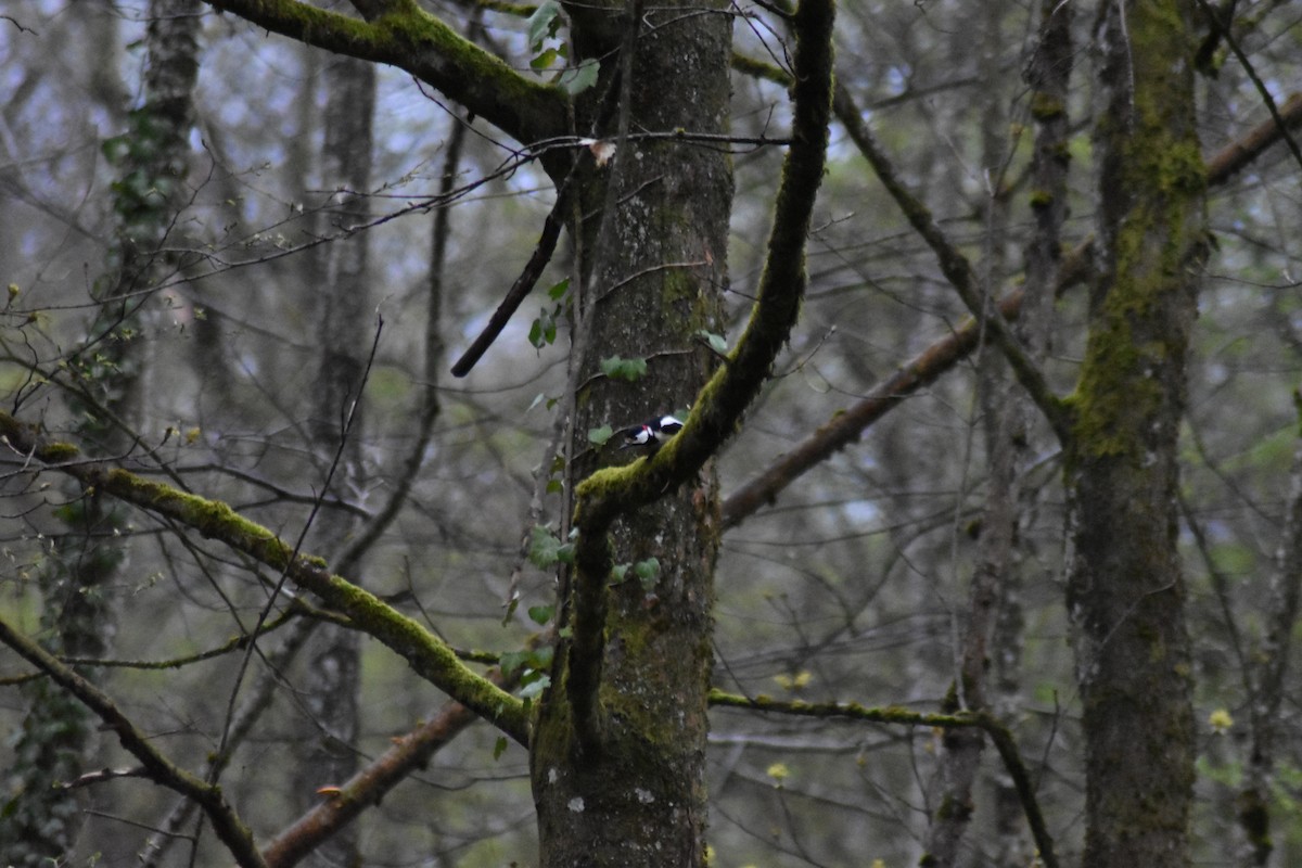Great Spotted Woodpecker - ML616848870