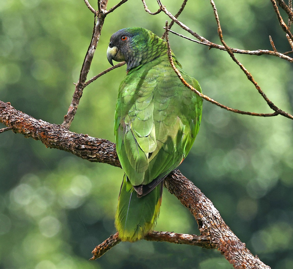 Red-necked Parrot - ML616849022