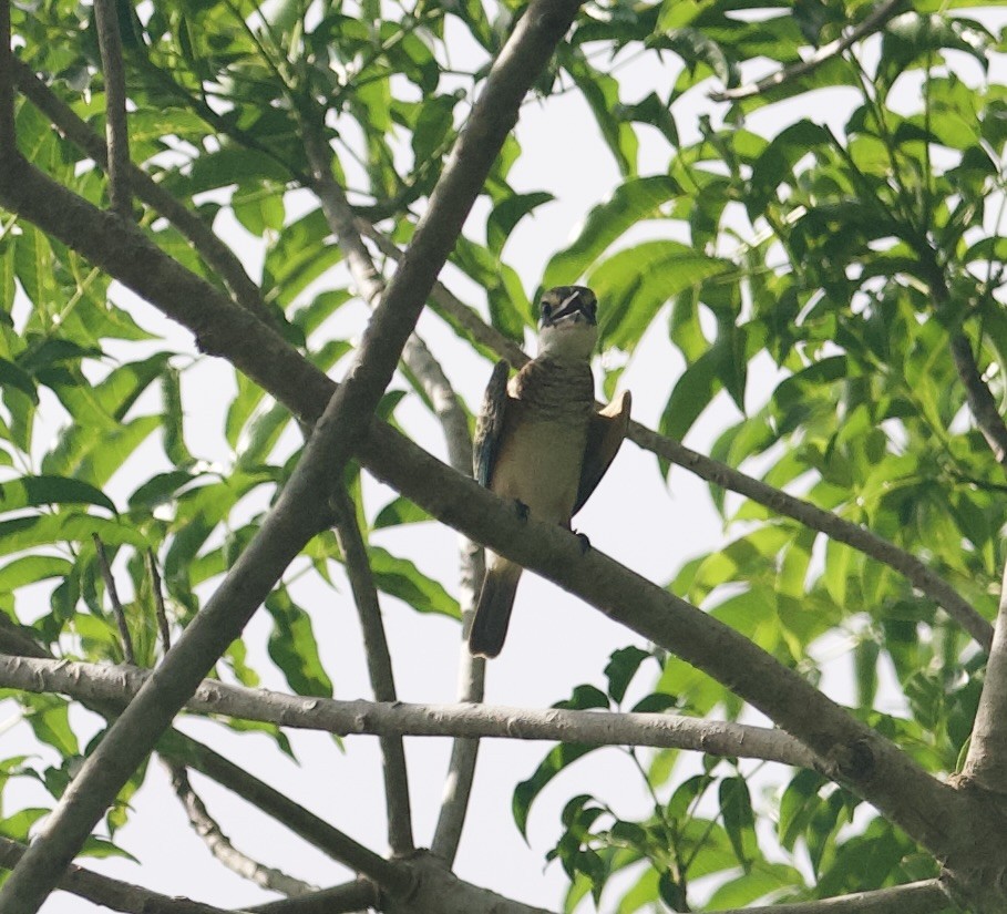Melanesian Kingfisher - ML616849126