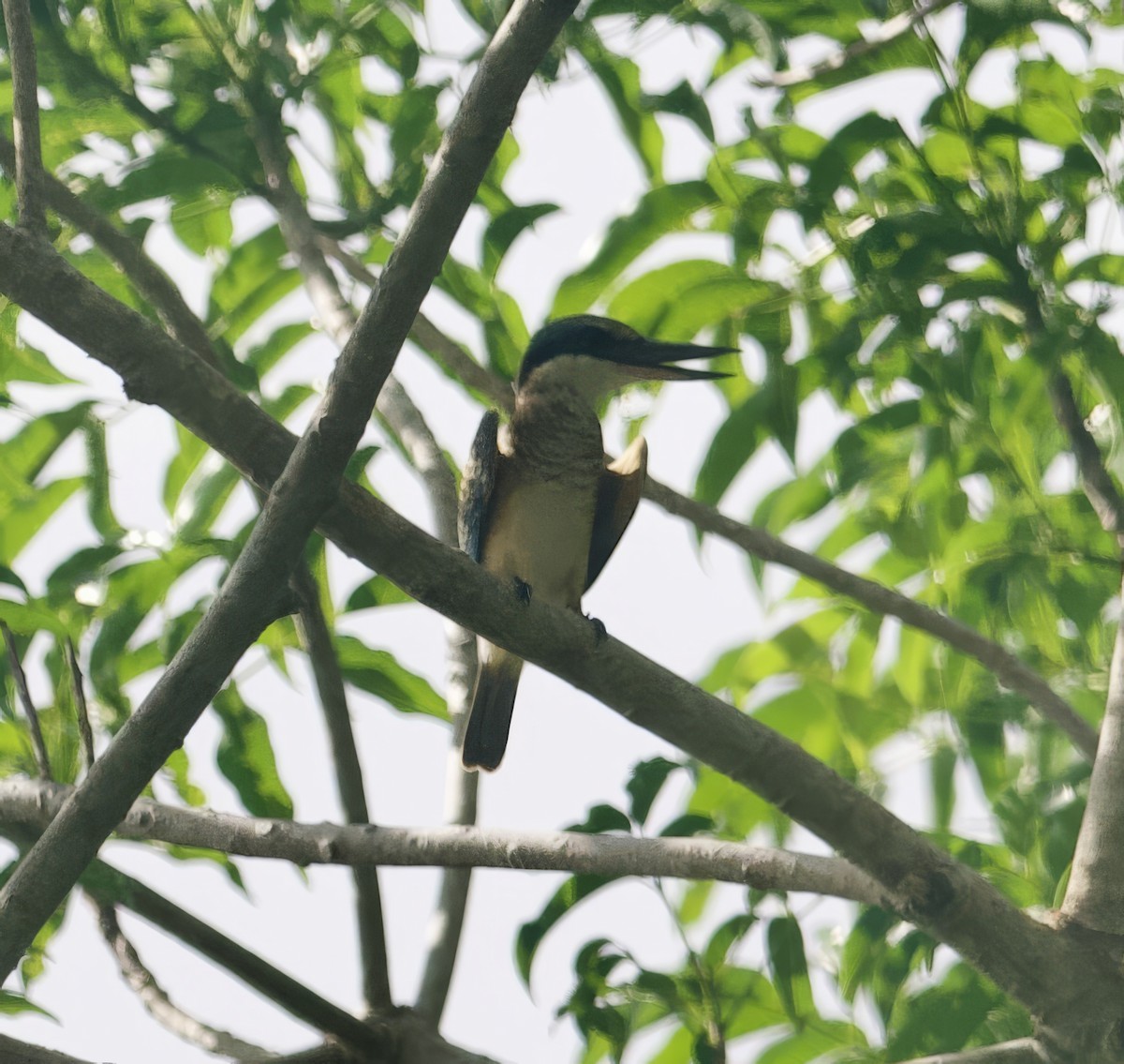 Melanesian Kingfisher - ML616849128