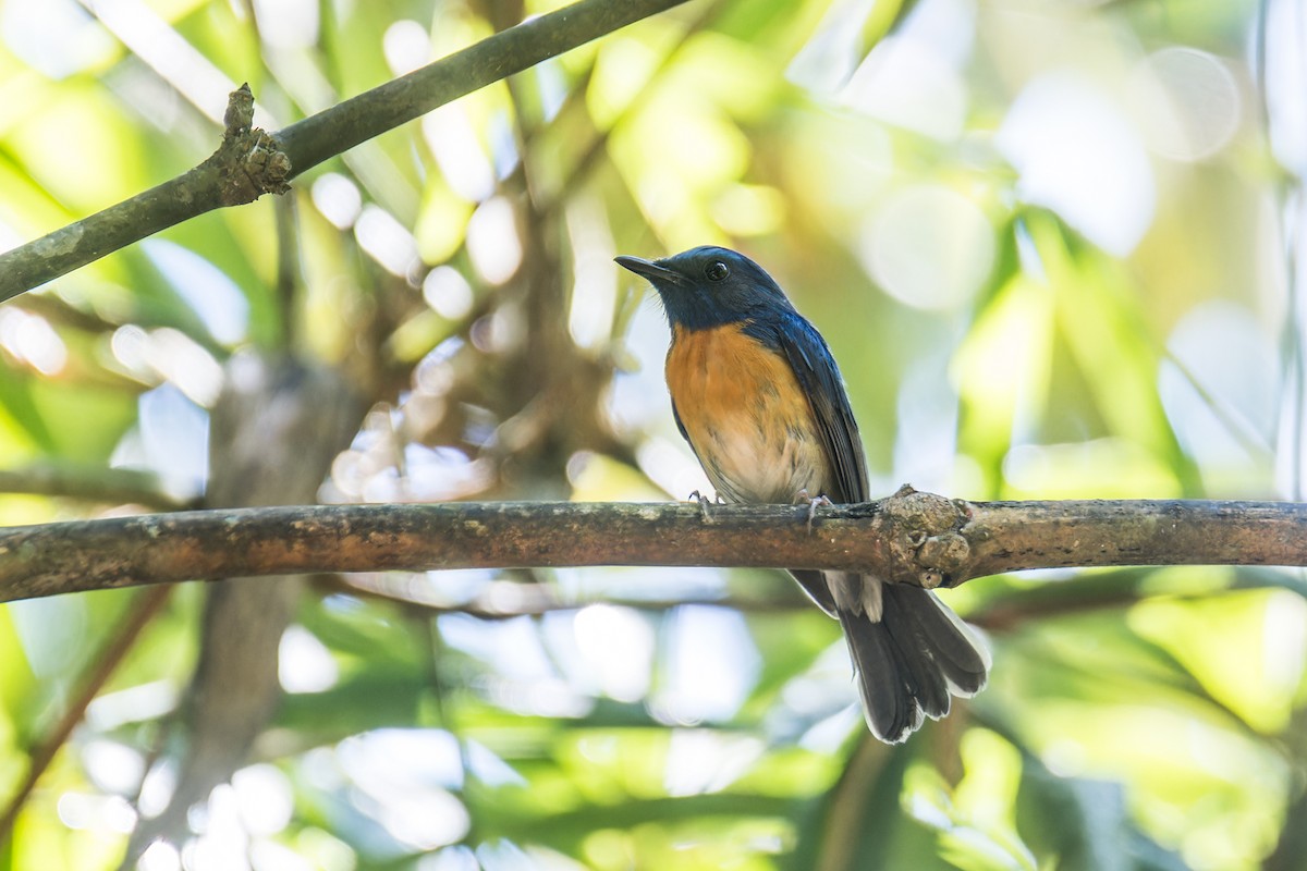 Blue-throated Flycatcher (Notch-throated) - Wich’yanan Limparungpatthanakij