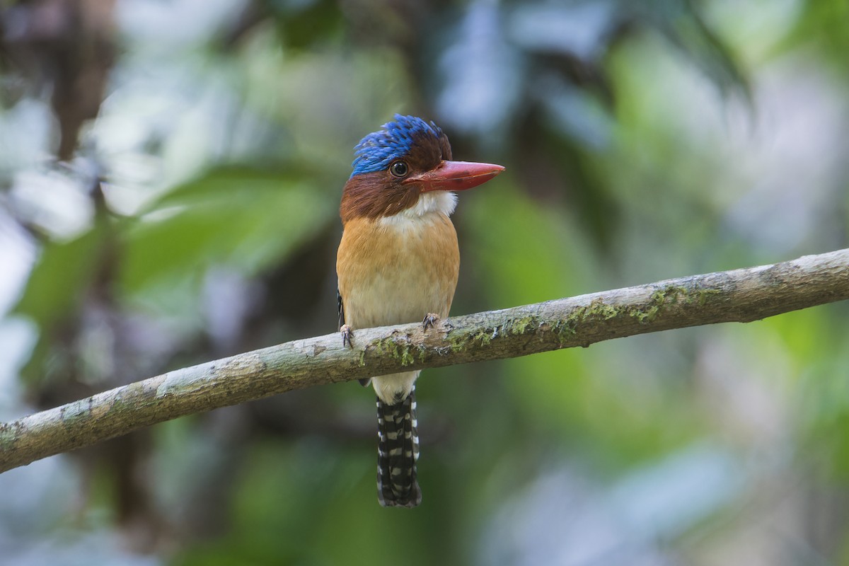 Banded Kingfisher (Banded) - ML616849296
