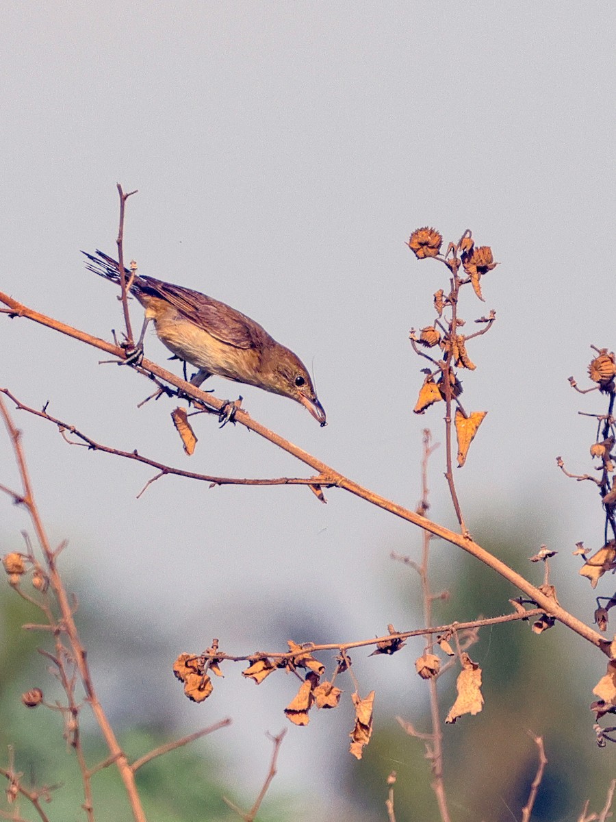Thick-billed Warbler - Kasiviswanathan A