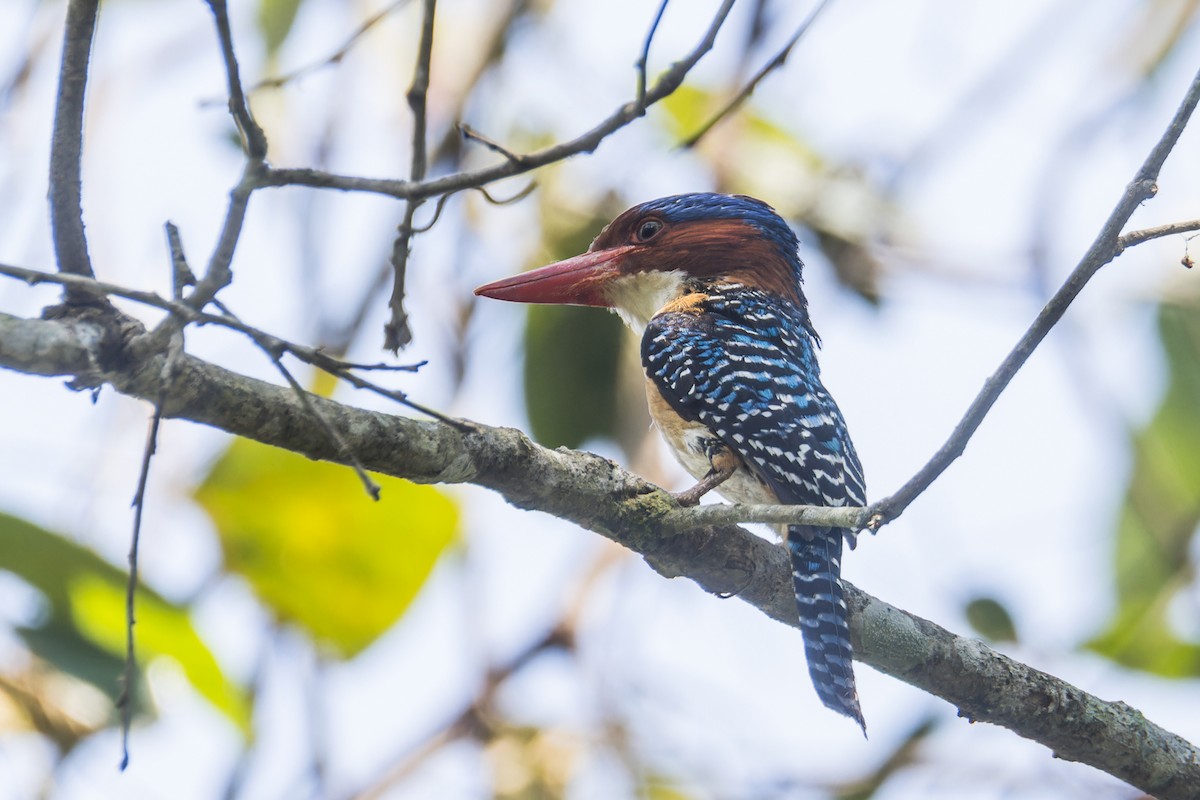 Banded Kingfisher (Banded) - ML616849416