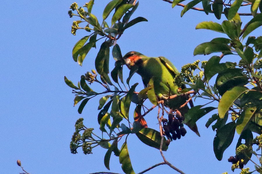 Long-tailed Parakeet - Robert Dolezal