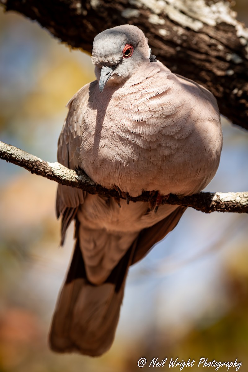Mourning Collared-Dove - ML616849588