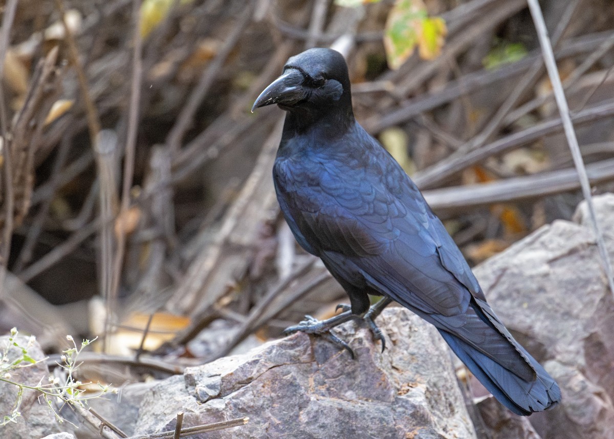Large-billed Crow - ML616849668
