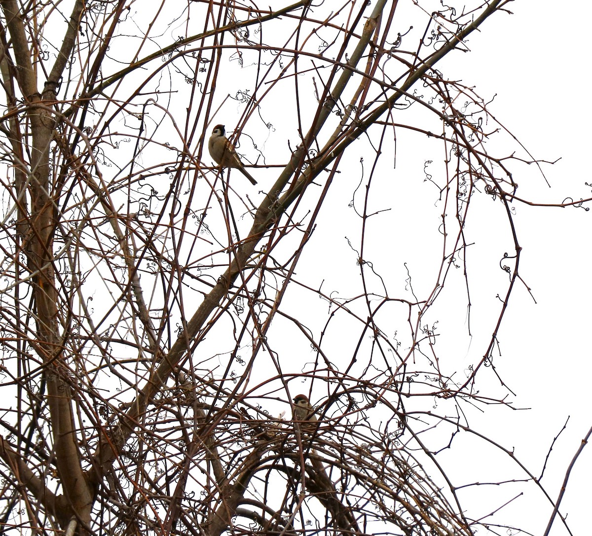 Eurasian Tree Sparrow - Lisa Maier