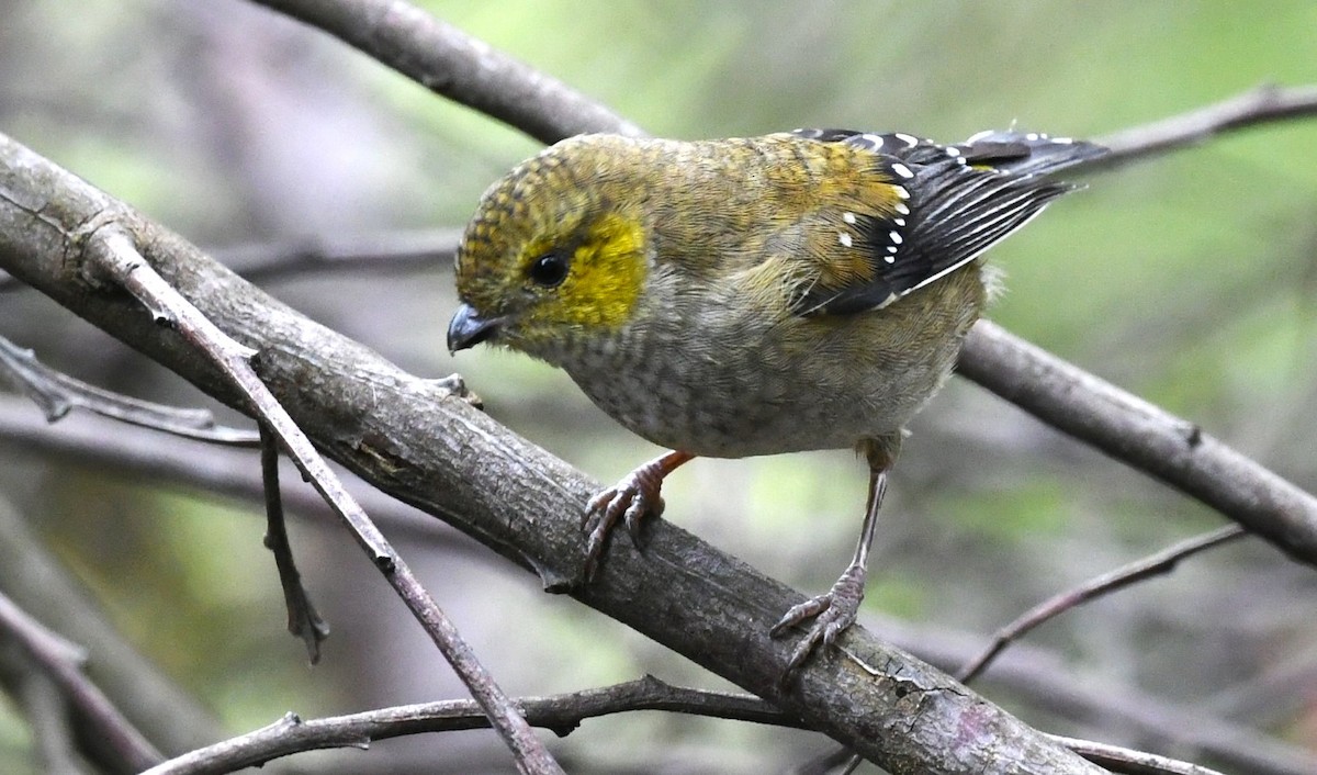 Forty-spotted Pardalote - ML616849699