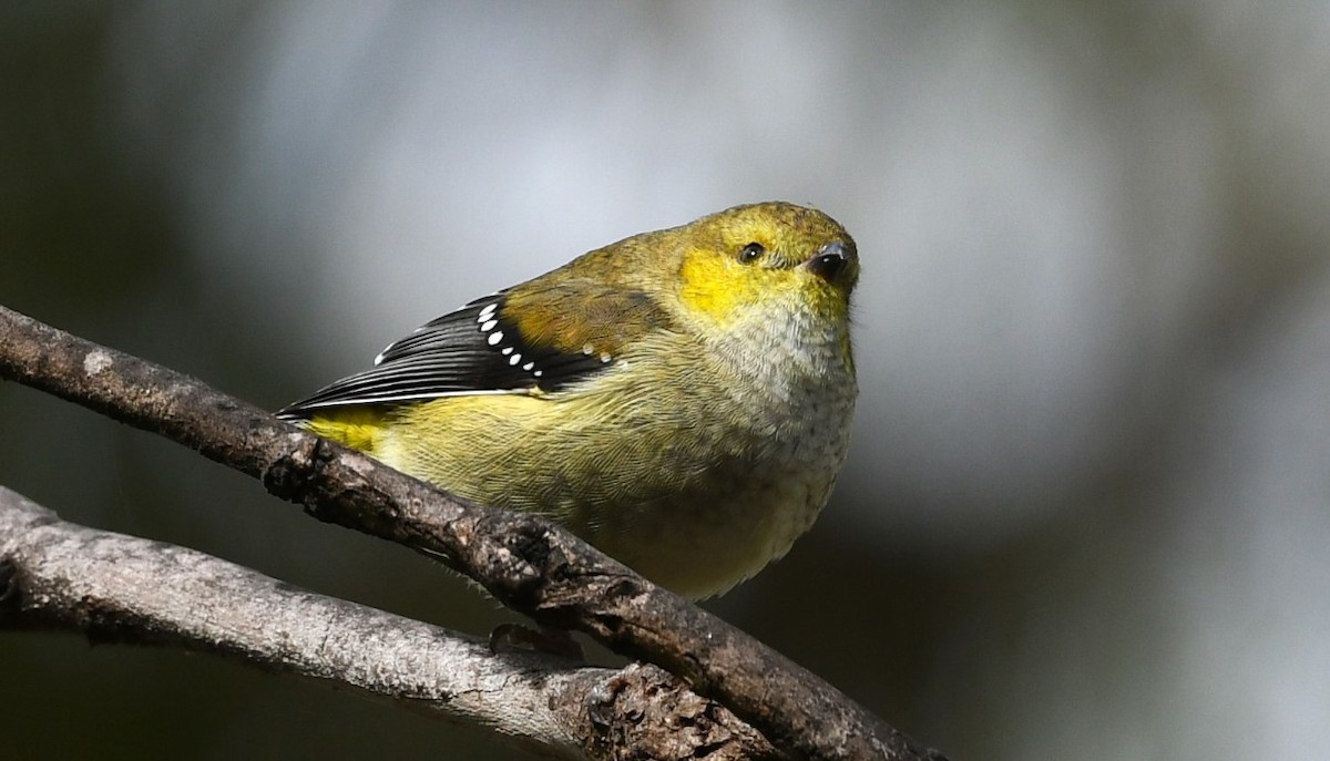 Forty-spotted Pardalote - Rob Clay