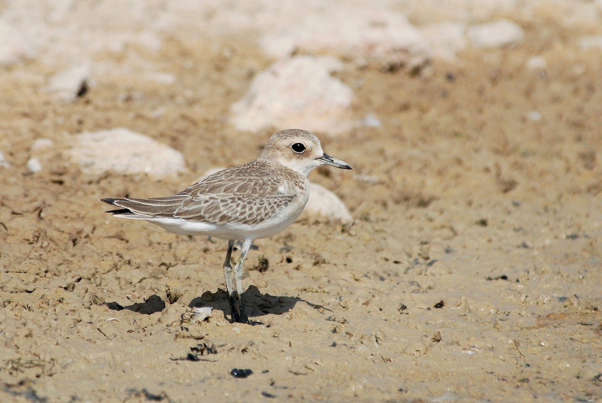 Greater Sand-Plover - Peter Arras