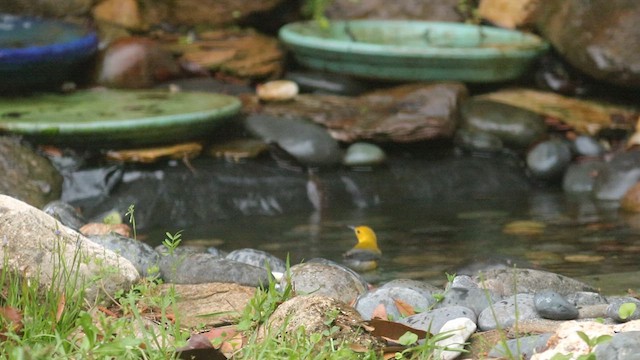Prothonotary Warbler - ML616849832