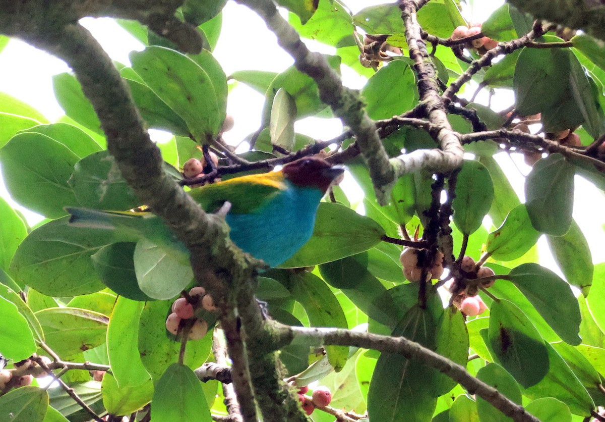 Bay-headed Tanager (Bay-and-blue) - ML616849986