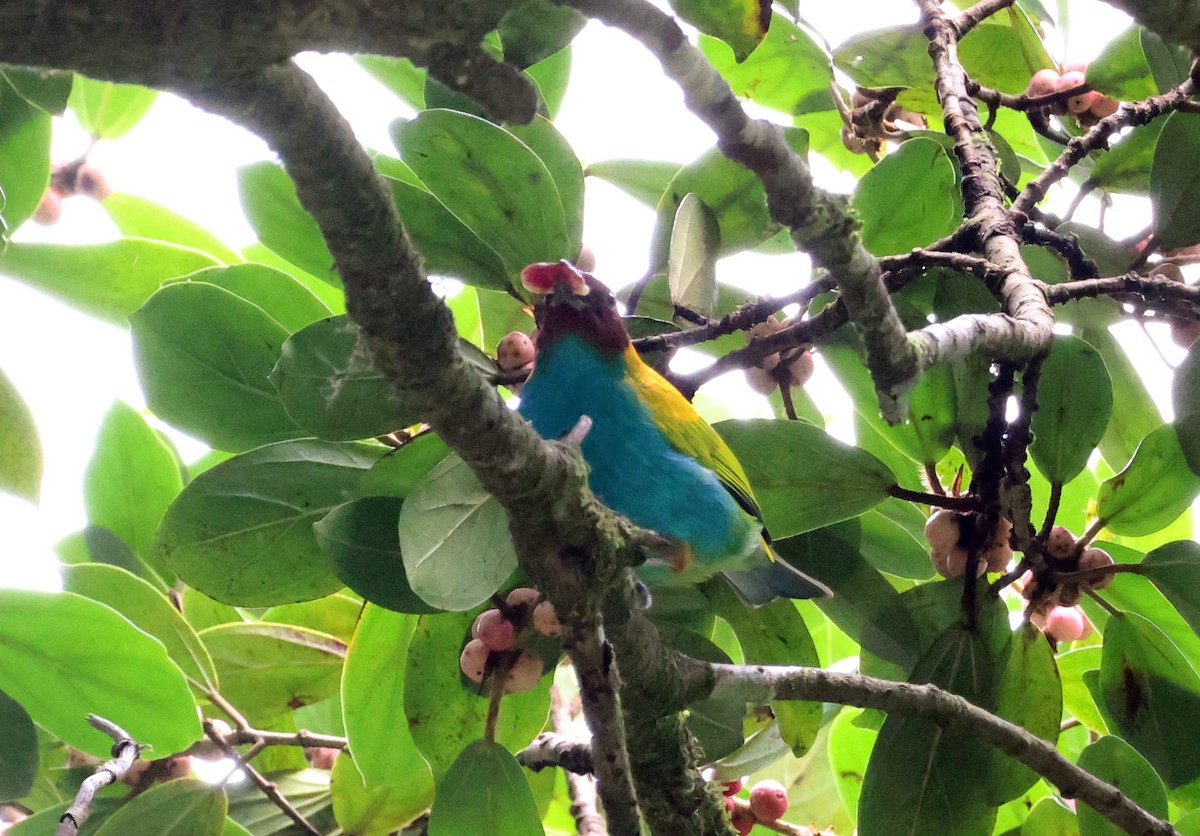 Bay-headed Tanager (Bay-and-blue) - ML616849987