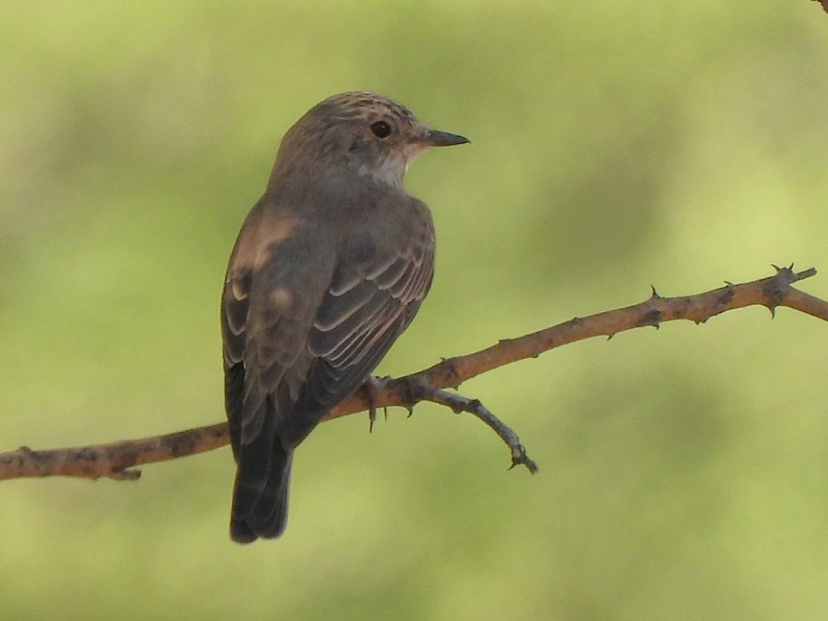 Spotted Flycatcher (Spotted) - ML616849992