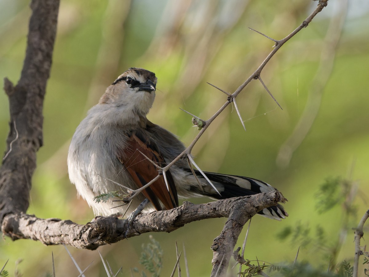 Brown-crowned Tchagra - Michael Zieger