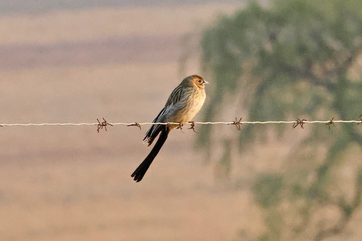 Long-tailed Widowbird - Martin Hosier