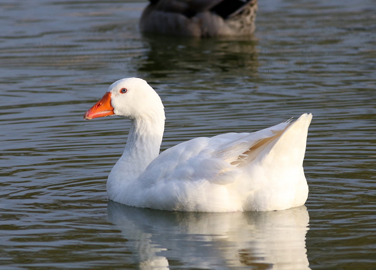 Graylag Goose (Domestic type) - ML616850215