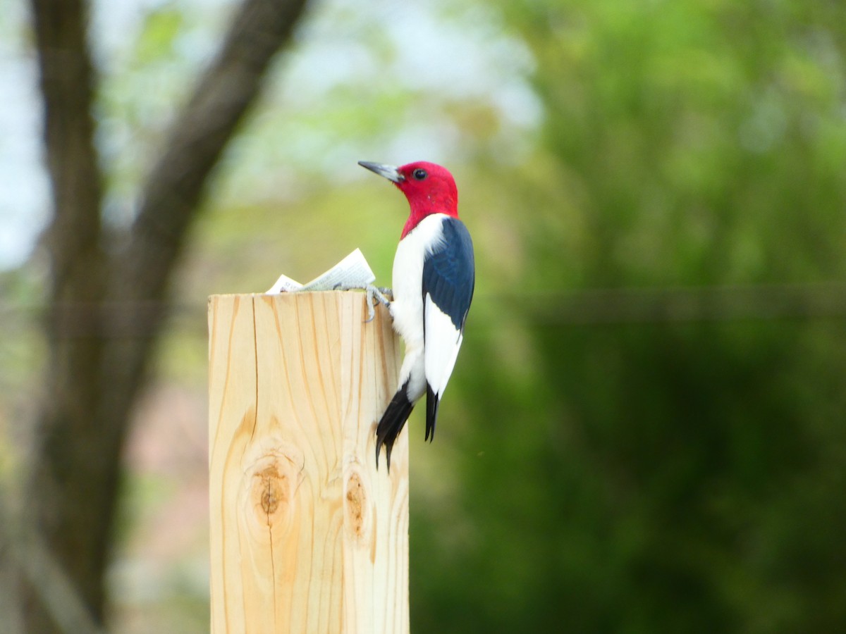 Red-headed Woodpecker - ML616850222