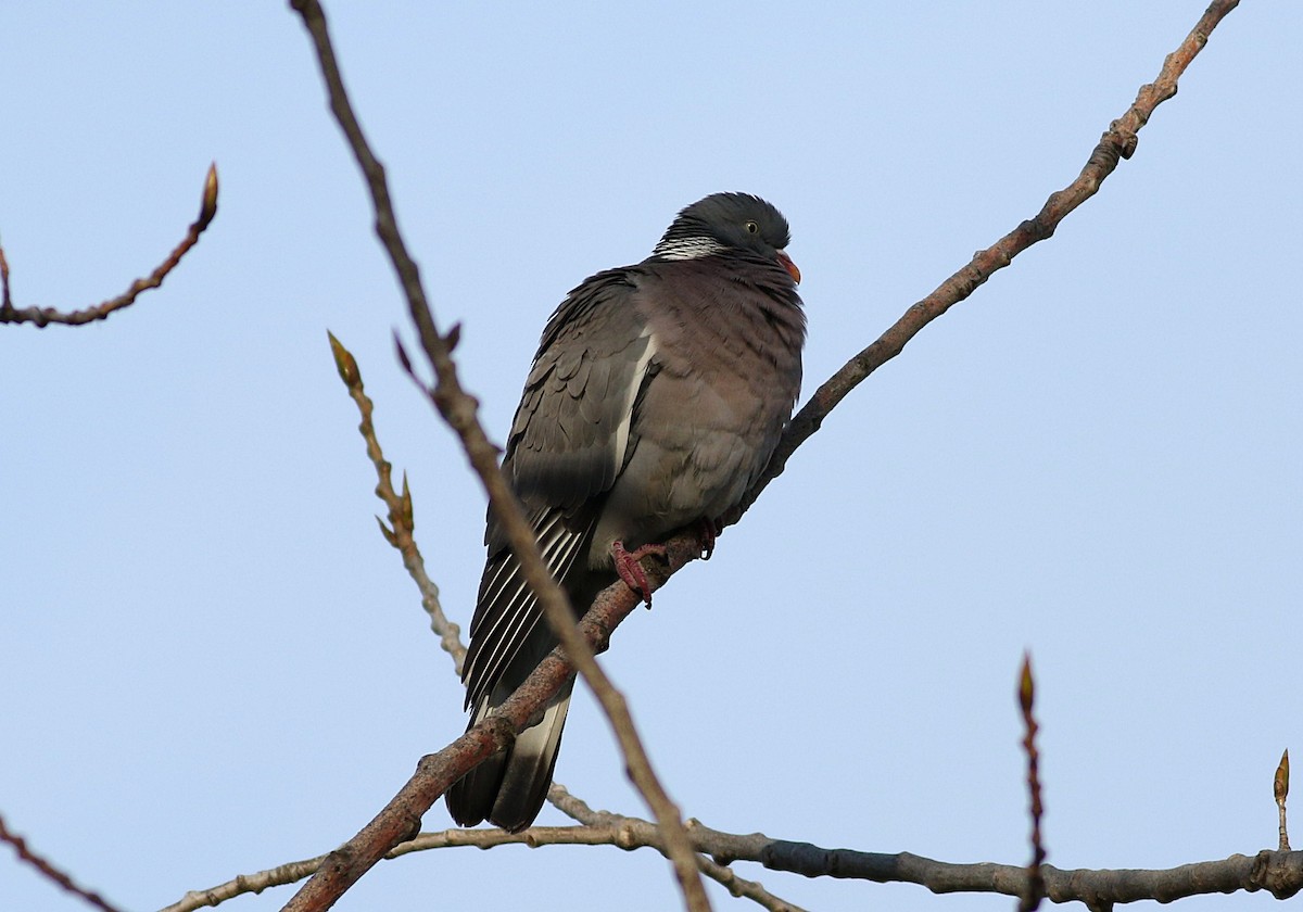 Common Wood-Pigeon - ML616850227