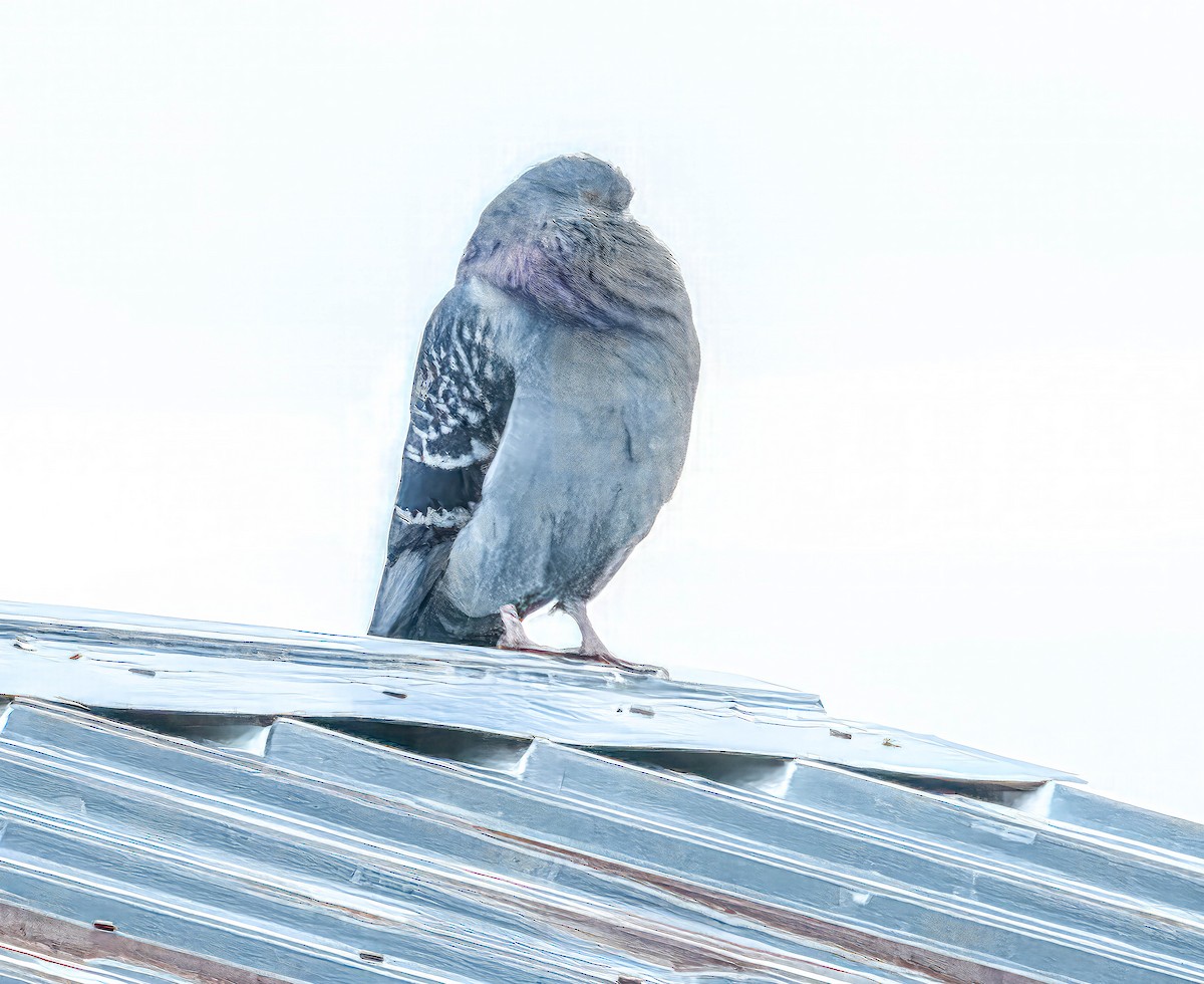 Rock Pigeon (Feral Pigeon) - ML616850233