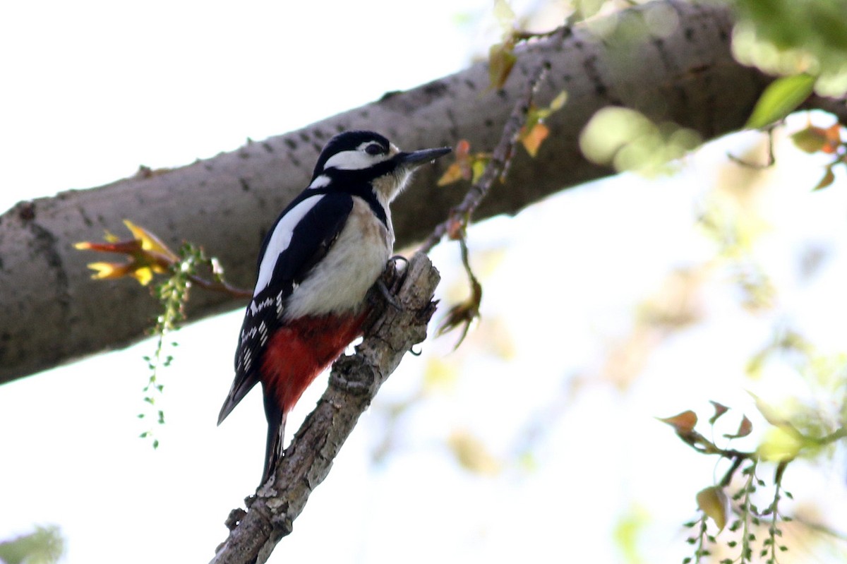 Great Spotted Woodpecker - ML616850256
