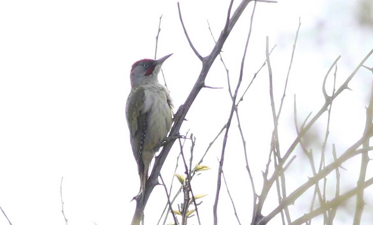 Iberian Green Woodpecker - Miguel García