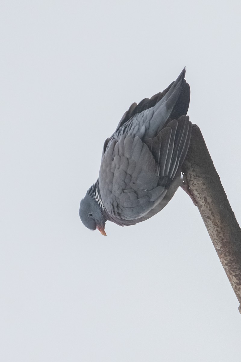 Common Wood-Pigeon - ML616850301