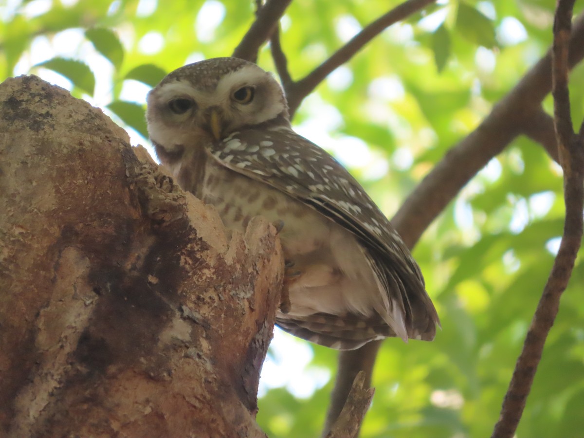 Spotted Owlet - ML616850351