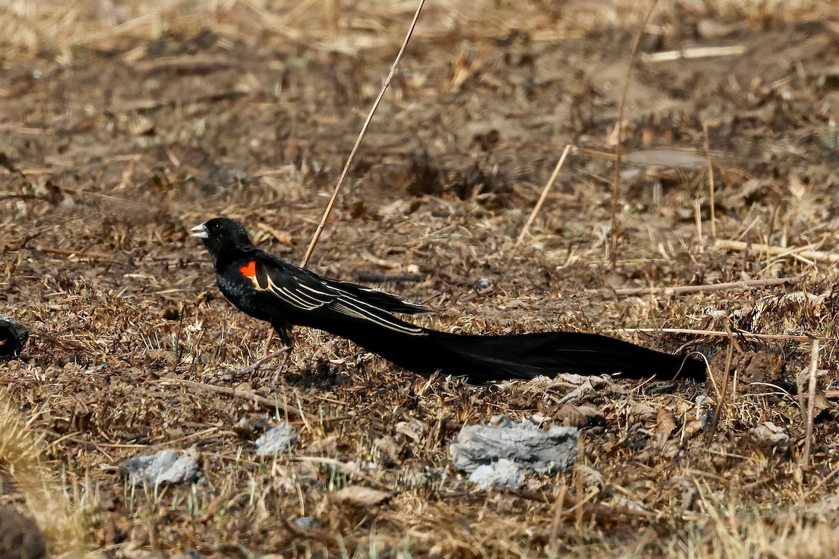 Long-tailed Widowbird - ML616850363