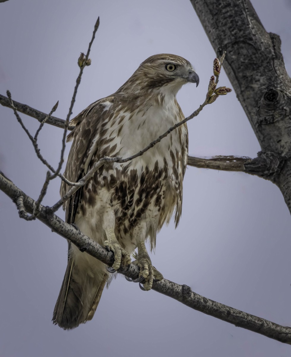 Red-tailed Hawk - ML616850364