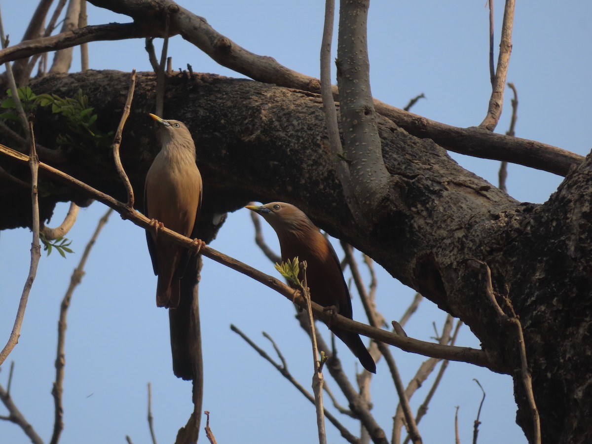 Chestnut-tailed Starling - ML616850367