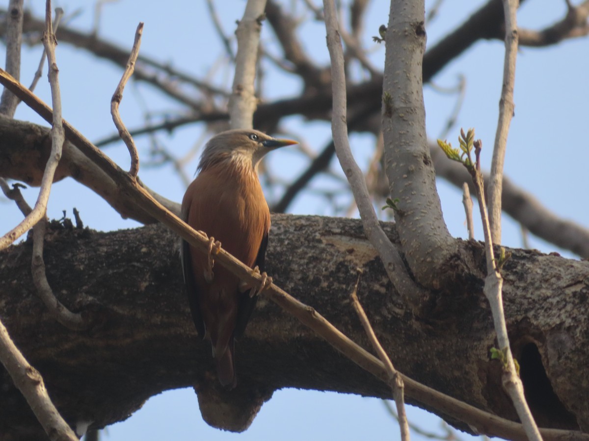 Chestnut-tailed Starling - ML616850368