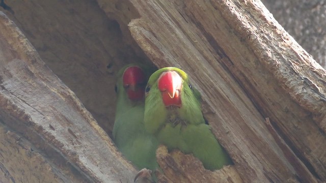 紅領綠鸚鵡 - ML616850397