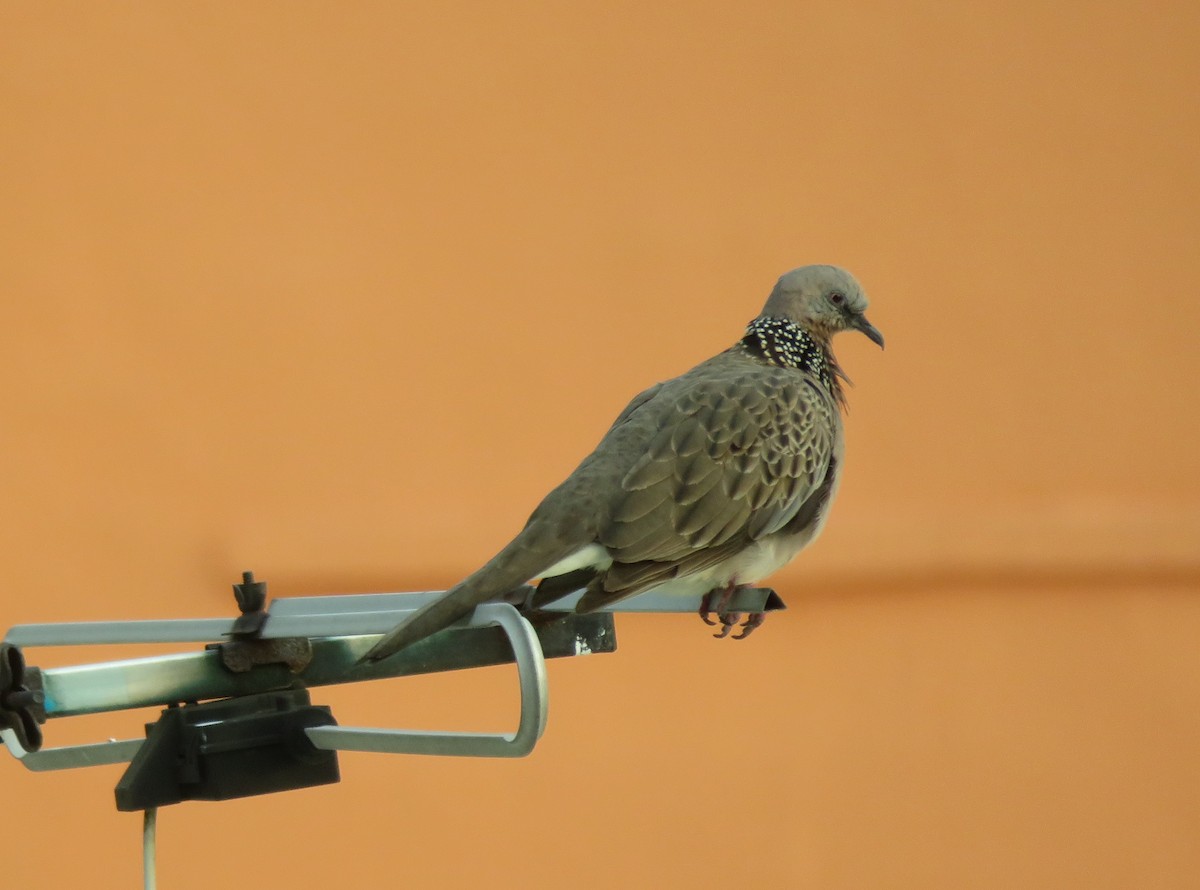 Spotted Dove - ML616850412