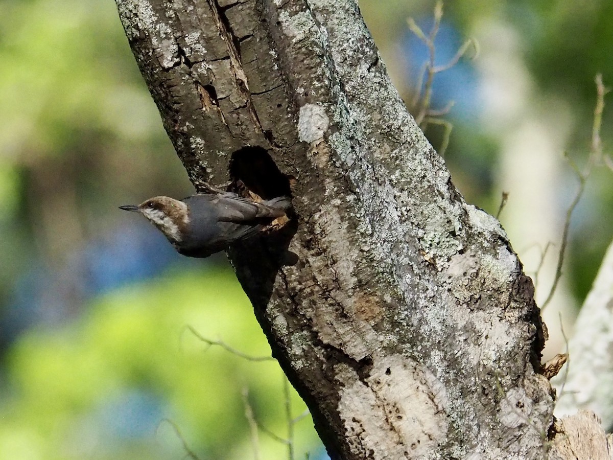 Brown-headed Nuthatch - ML616850449