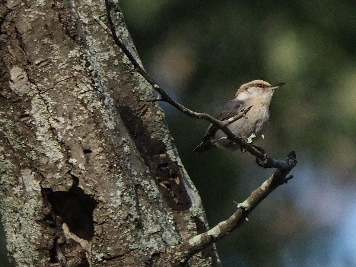 Brown-headed Nuthatch - ML616850451