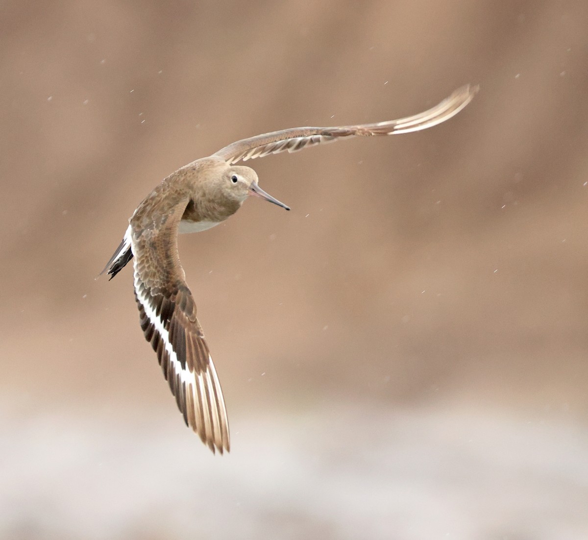 Black-tailed Godwit (melanuroides) - Dave Bakewell