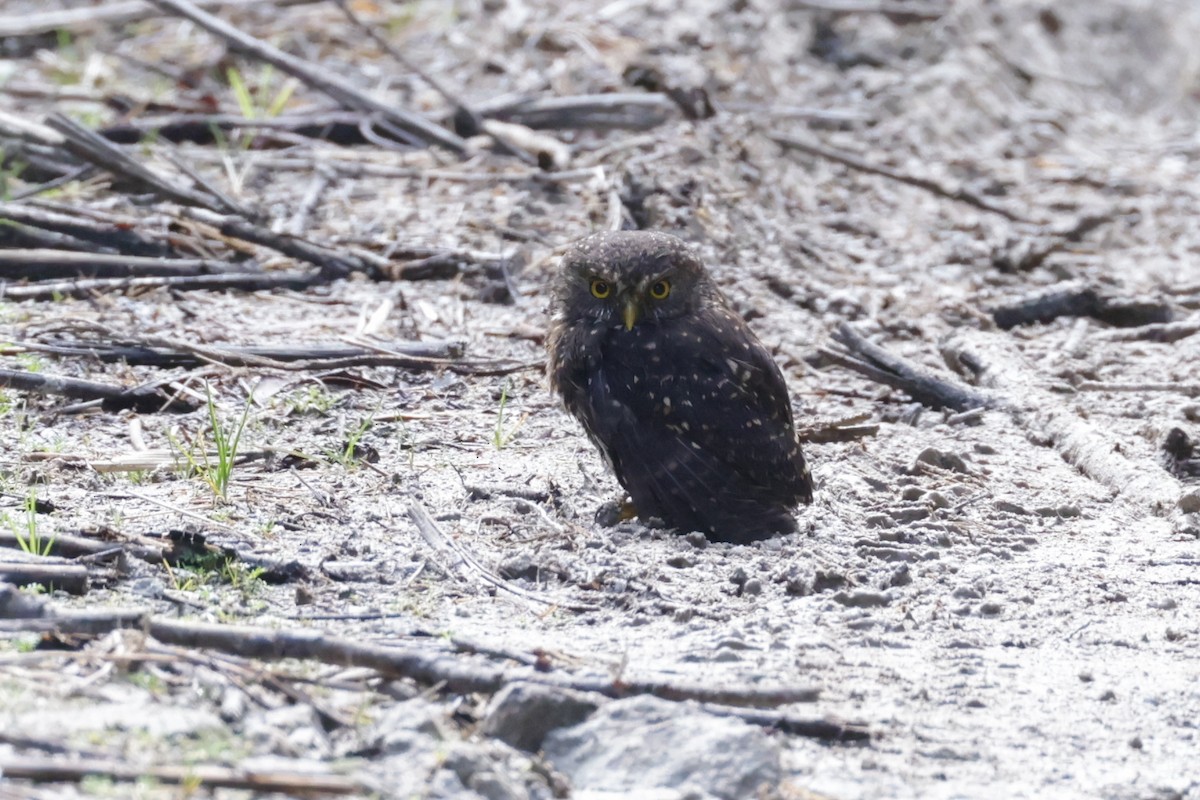 Andean Pygmy-Owl - ML616850516