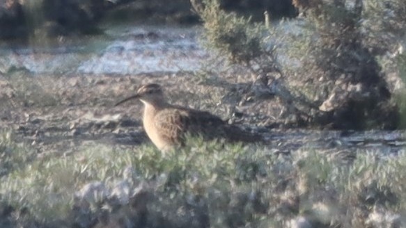 Little Curlew - ML616850528