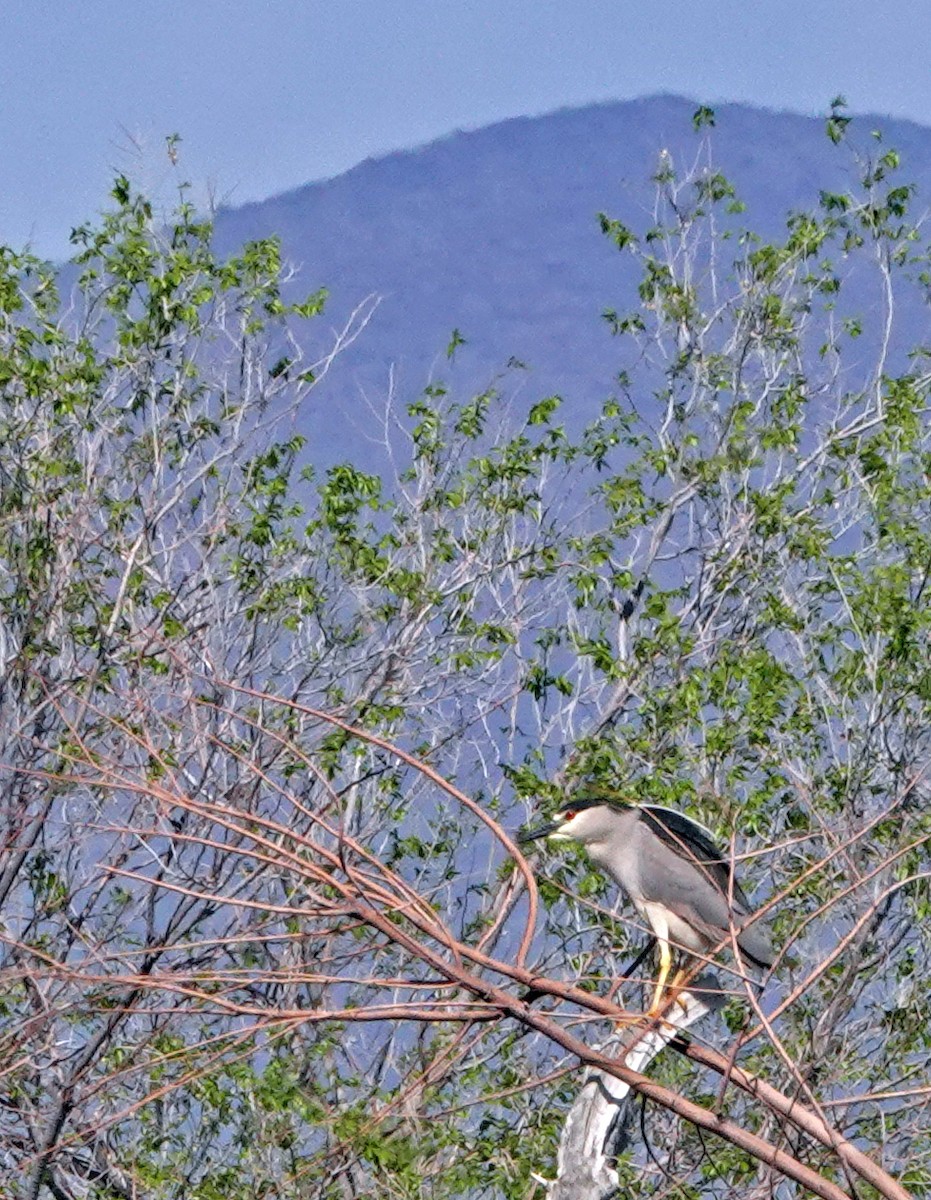 Black-crowned Night Heron - ML616850624